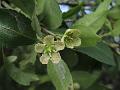 Purple-Veined Spindle Tree